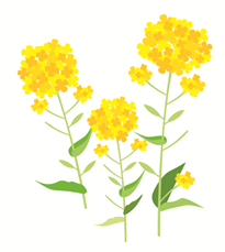 菜の花.png